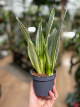 Kép betöltése a galériamegjelenítőbe: Sansevieria trif. "Silver spears" - Anyósnyelv
