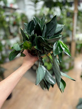 Kép betöltése a galériamegjelenítőbe: Scindapsus treubii &quot;Dark form&quot;
