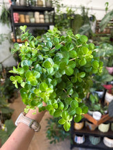 Kép betöltése a galériamegjelenítőbe: Peperomia rotundifolia 11cm
