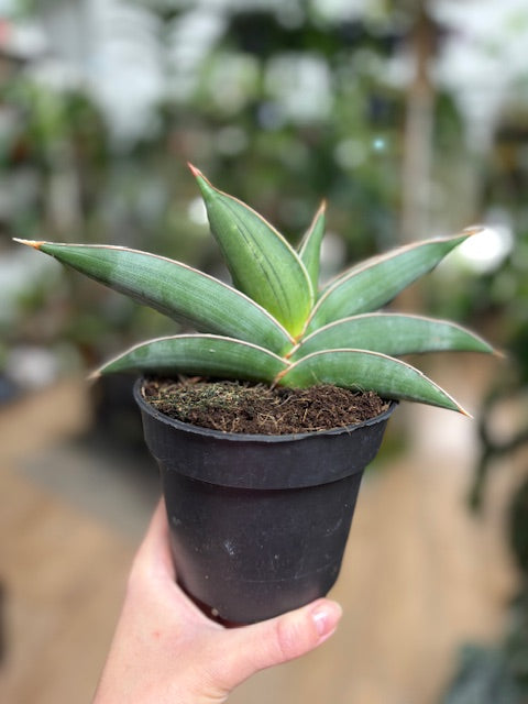 Sansevieria 