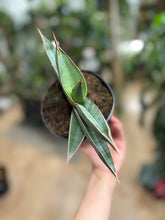 Kép betöltése a galériamegjelenítőbe: Sansevieria &quot;Almond silver&quot;- Anyósnyelv
