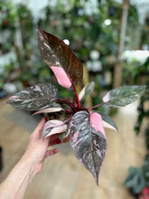 Kép betöltése a galériamegjelenítőbe: Philodendron &quot;Pink princess marble&quot; 12cm
