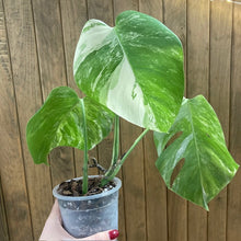 Kép betöltése a galériamegjelenítőbe: Monstera deliciosa albo variegata 5. - Saját szaporítás
