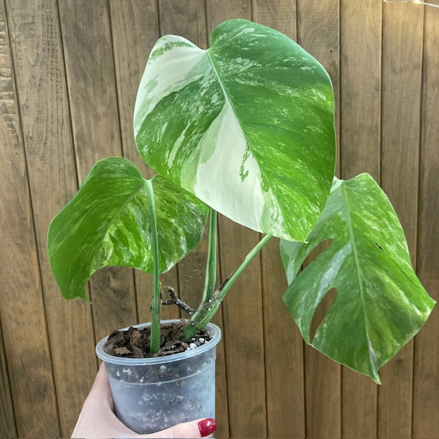 Monstera deliciosa albo variegata 5. - Saját szaporítás