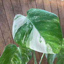 Kép betöltése a galériamegjelenítőbe: Monstera deliciosa albo variegata 5. - Saját szaporítás
