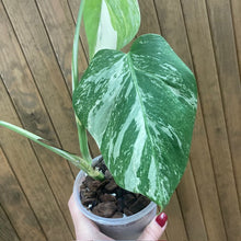 Kép betöltése a galériamegjelenítőbe: Monstera deliciosa albo variegata 5. - Saját szaporítás
