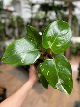 Kép betöltése a galériamegjelenítőbe: Philodendron &quot;White princess&quot;
