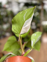 Kép betöltése a galériamegjelenítőbe: Philodendron &quot;White princess&quot;
