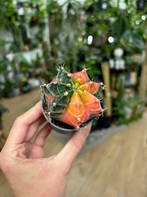 Gymnocalycium mihanovichii f. variegata