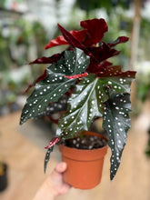 Kép betöltése a galériamegjelenítőbe: Begonia &quot;Black forest&quot;
