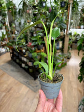 Kép betöltése a galériamegjelenítőbe: Monstera burle-marx &quot;Flame&quot;
