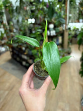 Kép betöltése a galériamegjelenítőbe: Monstera burle-marx &quot;Flame&quot;
