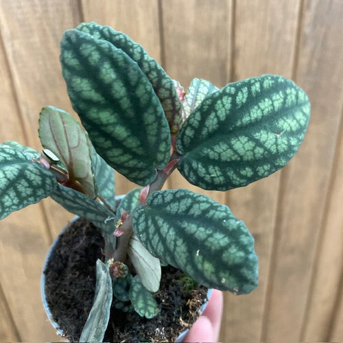 Pellionia pulchra mini - Tropical Home 