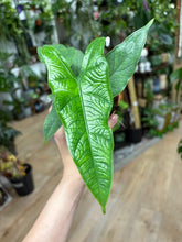 Kép betöltése a galériamegjelenítőbe: Alocasia sulawesi &quot;Green carpet&quot;
