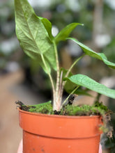 Kép betöltése a galériamegjelenítőbe: Alocasia sulawesi &quot;Green carpet&quot;
