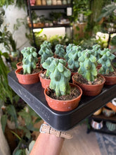 Kép betöltése a galériamegjelenítőbe: Myrtillocactus geometrizans cv. Fukurokuryuzinboku - Boobie cactus
