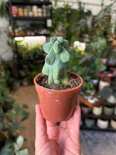 Kép betöltése a galériamegjelenítőbe: Myrtillocactus geometrizans cv. Fukurokuryuzinboku - Boobie cactus
