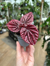 Kép betöltése a galériamegjelenítőbe: Peperomia caperata &quot;Luna red&quot; - Törpebors
