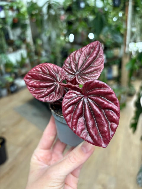 Peperomia caperata 