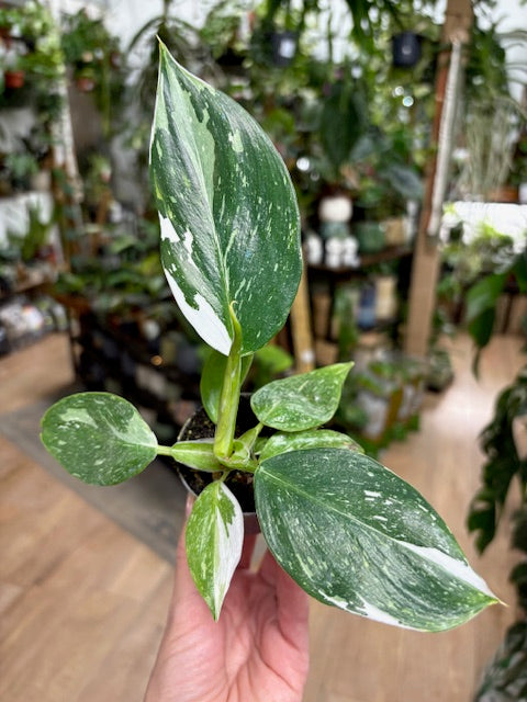Philodendron 