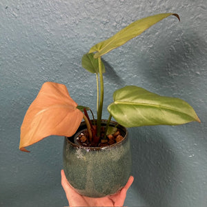 Philodendron "Summer glory" - Tropical Home 