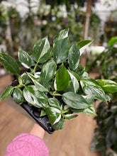 Kép betöltése a galériamegjelenítőbe: Philodendron &quot;White wizard&quot; 6cm
