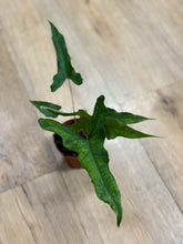 Kép betöltése a galériamegjelenítőbe: Alocasia sp. Sulawesi-  &quot;Sabrina narrow&quot;
