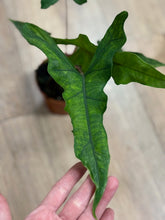 Kép betöltése a galériamegjelenítőbe: Alocasia sp. Sulawesi-  &quot;Sabrina narrow&quot;
