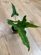 Kép betöltése a galériamegjelenítőbe: Alocasia sp. Sulawesi-  &quot;Sabrina narrow&quot;
