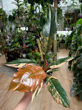 Kép betöltése a galériamegjelenítőbe: Philodendron caramel marble
