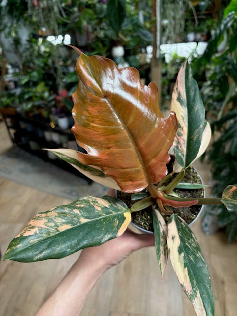 Philodendron caramel marble