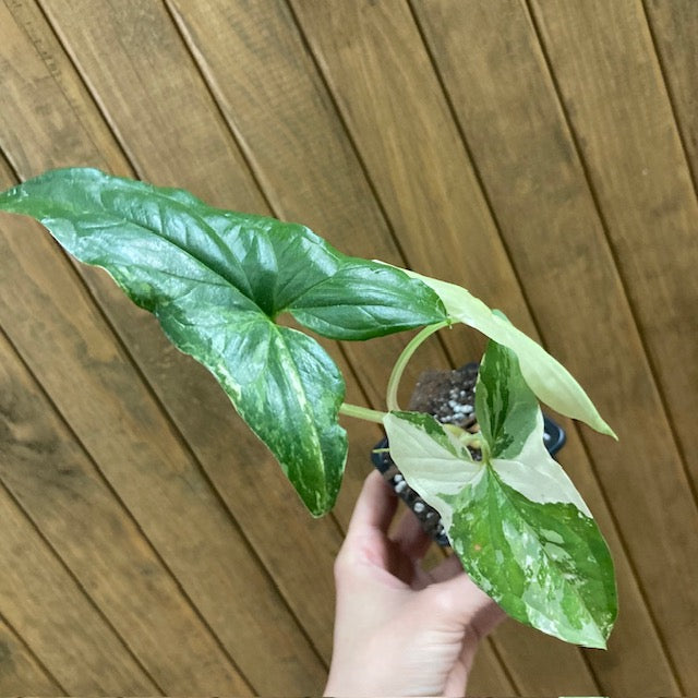 Syngonium albo variegata 15. - Saját szaporítás