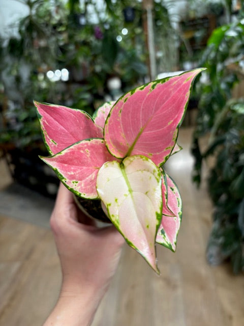 Aglaonema 