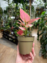 Kép betöltése a galériamegjelenítőbe: Aglaonema &quot;Red zirkon&quot; 9cm - Rákvirág - Chinese Evergreen
