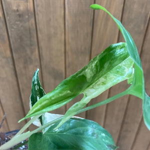 Syngonium albo variegata 16. - Saját szaporítás