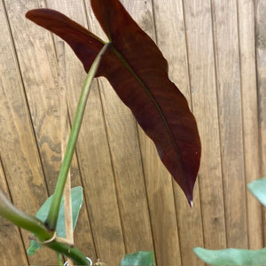 Philodendron atabapoense - Tropical Home 