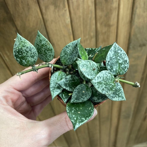 Hoya krohniana splash mini - Viaszvirág - Wax plant - Tropical Home 