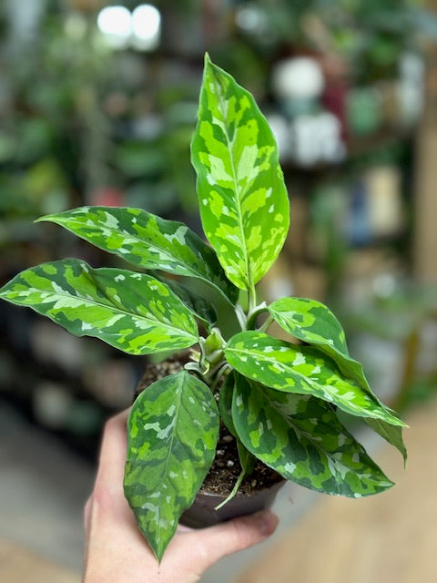 Aglaonema pictum tricolor 10cm - Rákvirág - Chinese Evergreen
