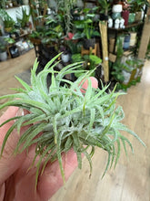Kép betöltése a galériamegjelenítőbe: Tillandsia ionantha csoport - Air plant

