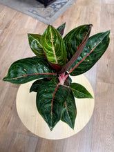 Kép betöltése a galériamegjelenítőbe: Aglaonema &quot;Red ruby&quot; - karácsonyi ajándékcsomag
