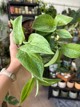 Kép betöltése a galériamegjelenítőbe: Scindapsus treubii "Mint" 12cm
