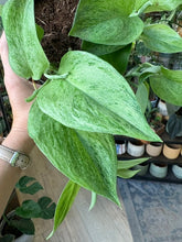 Kép betöltése a galériamegjelenítőbe: Scindapsus treubii "Mint" 12cm
