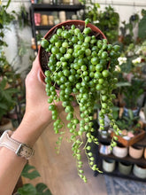 Kép betöltése a galériamegjelenítőbe: Senecio rowleyanus - Borsóka - String of pearls 10cm
