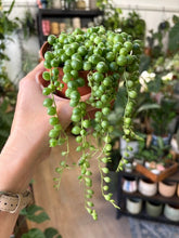 Kép betöltése a galériamegjelenítőbe: Senecio rowleyanus - Borsóka - String of pearls 10cm
