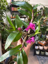 Kép betöltése a galériamegjelenítőbe: Dendrobium hibiki
