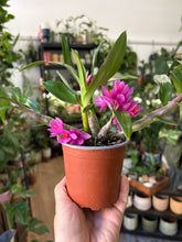 Kép betöltése a galériamegjelenítőbe: Dendrobium hibiki
