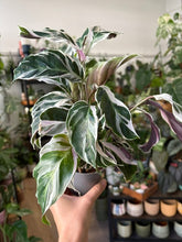 Kép betöltése a galériamegjelenítőbe: Calathea "White fusion" 9cm
