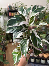 Kép betöltése a galériamegjelenítőbe: Calathea "White fusion" 9cm
