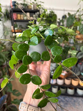 Kép betöltése a galériamegjelenítőbe: Hoya mathilde 9cm - Viaszvirág - Wax plant
