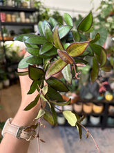Kép betöltése a galériamegjelenítőbe: Hoya rosita 9cm - Viaszvirág - Wax plant
